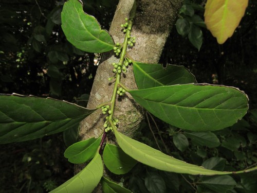 Yerba mate (Ilex paraguariensis)