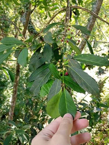 Yerba mate (Ilex paraguariensis)