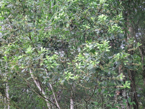 Yerba mate (Ilex paraguariensis)