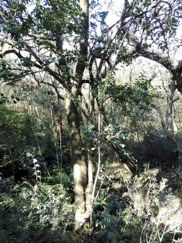 Yerba mate (Ilex paraguariensis)