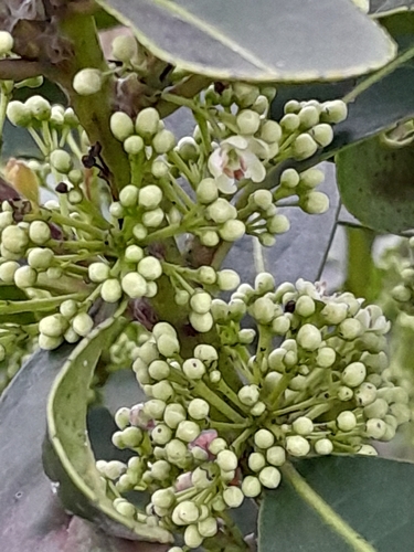 Yerba mate (Ilex paraguariensis)