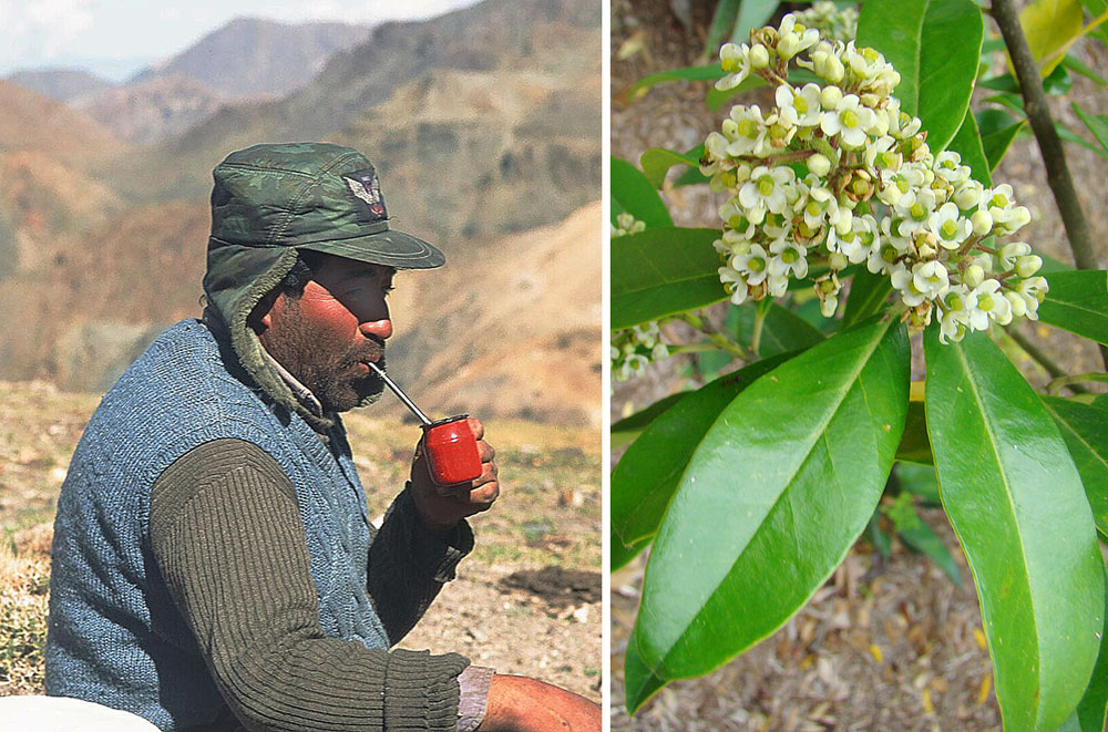 Yerba mate: This makes the famous Yerba Mate 'tea', the gaucho's friend and general social drink in the outback of Argentina and adjacent regions. In context at www.dixpix.