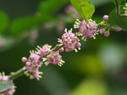 Ilex pubescens (Ilex pubescens)