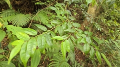 Ilex pubescens (Ilex pubescens)