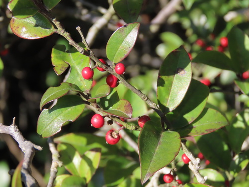 Ilex pubescens (Ilex pubescens)