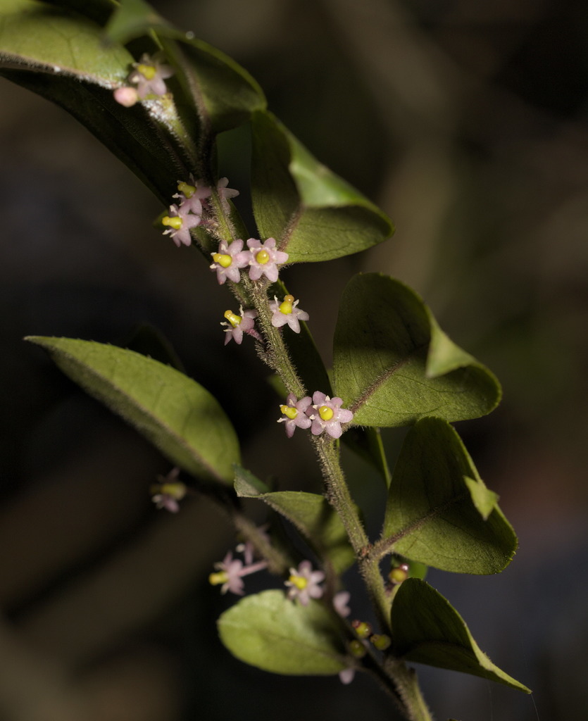 Ilex pubescens (Ilex pubescens)