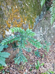 Ilex pubescens (Ilex pubescens)