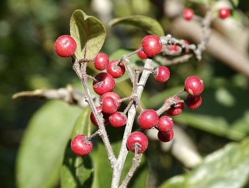 Ilex pubescens (Ilex pubescens)