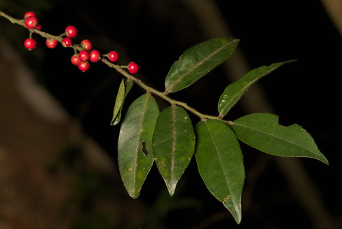 Ilex pubescens (Ilex pubescens)