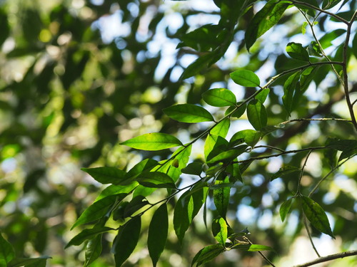 Ilex pubescens (Ilex pubescens)