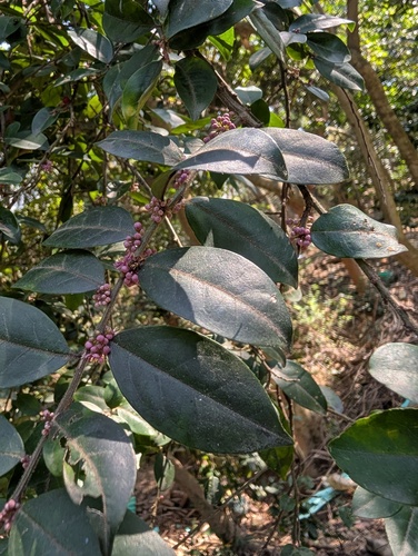 Ilex pubescens (Ilex pubescens)