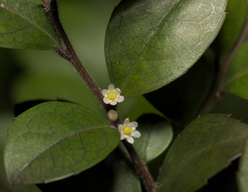 Ilex pubescens (Ilex pubescens)
