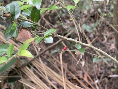 Ilex pubescens (Ilex pubescens)