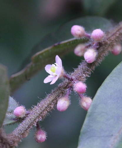 Ilex pubescens (Ilex pubescens)