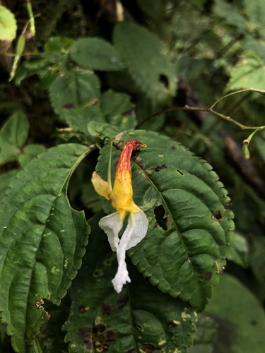 Impatiens albopetala (Impatiens albopetala)