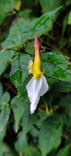 Impatiens albopetala (Impatiens albopetala)