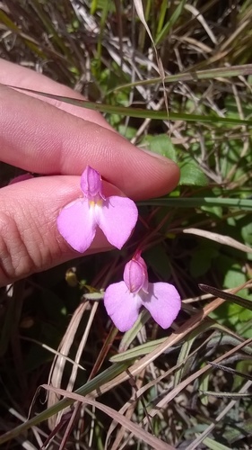 Impatiens assurgens (Impatiens assurgens)