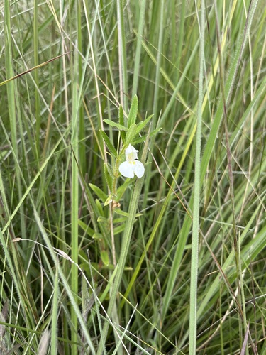 Impatiens assurgens (Impatiens assurgens)
