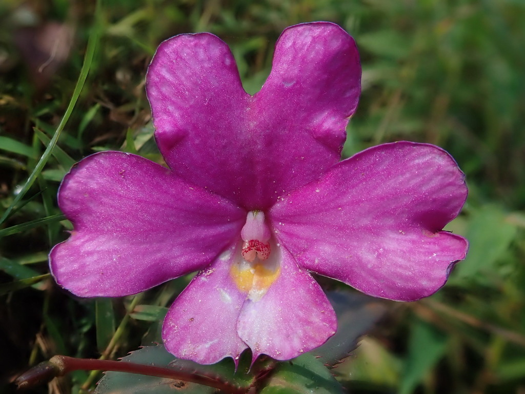 Impatiens attopeuensis (Impatiens attopeuensis)