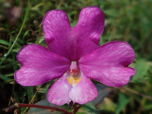 Impatiens attopeuensis (Impatiens attopeuensis)