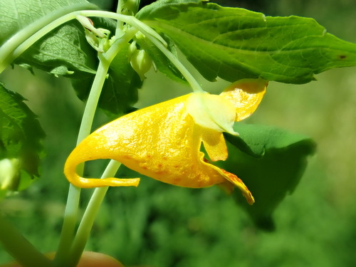 Paleyellow touch-me-not (Impatiens aurella)