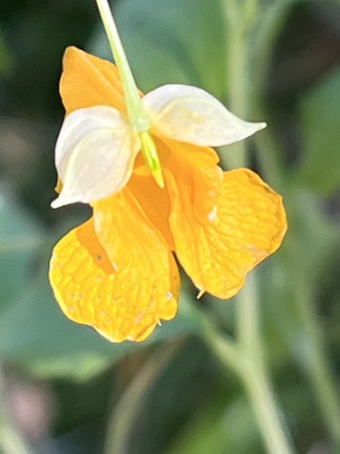 Paleyellow touch-me-not (Impatiens aurella)
