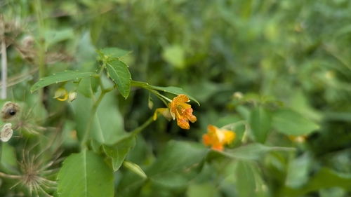 Paleyellow touch-me-not (Impatiens aurella)