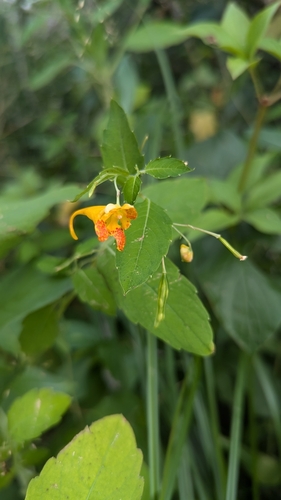 Paleyellow touch-me-not (Impatiens aurella)