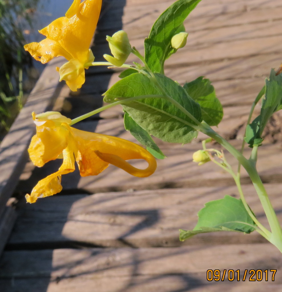Paleyellow touch-me-not (Impatiens aurella)