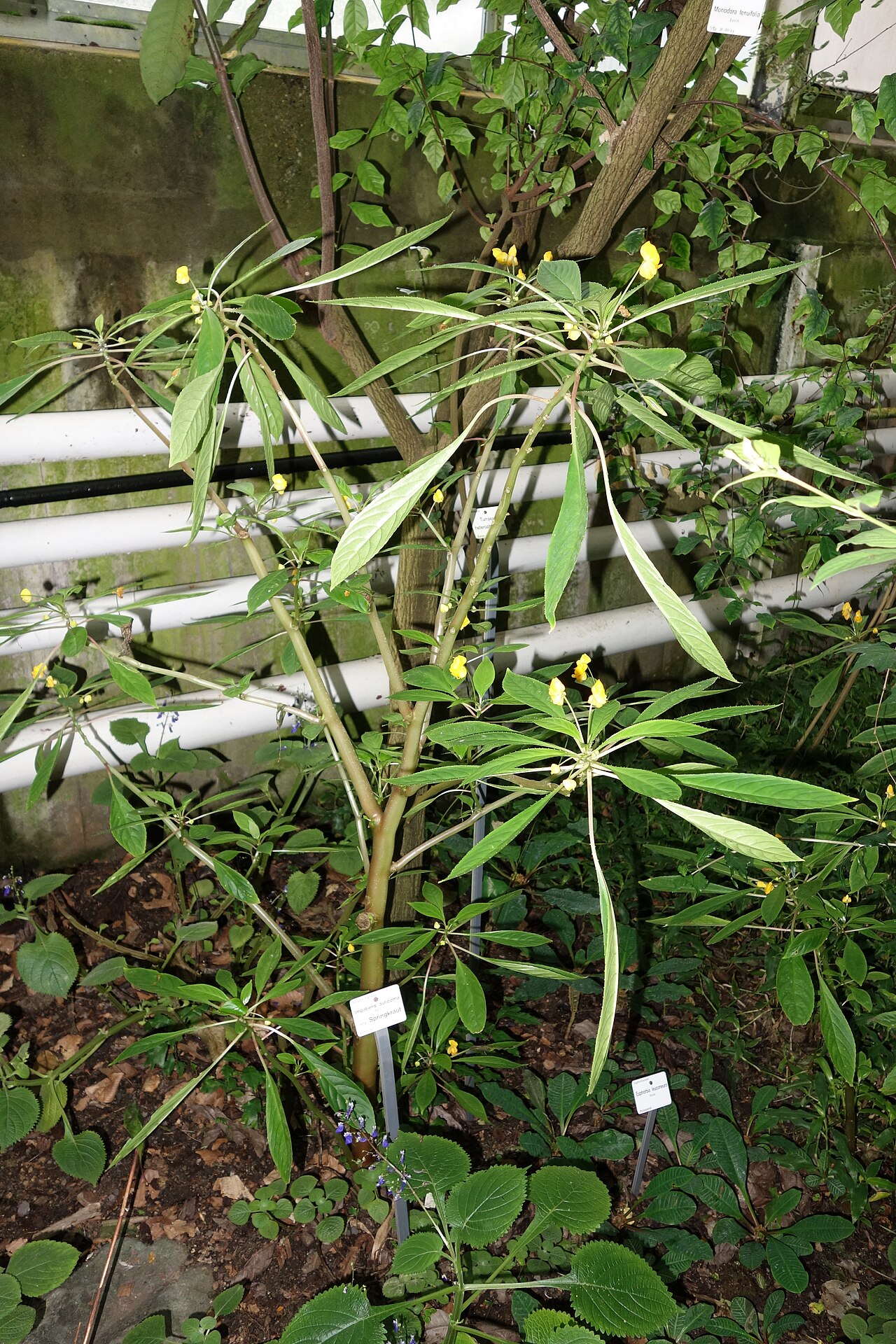 Impatiens auricoma: Botanical specimen in the Botanischer Garten, Dresden, Germany.