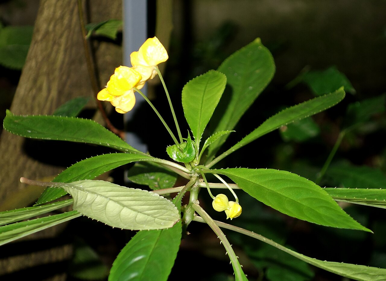 Impatiens auricoma: Botanical specimen in the Botanischer Garten, Dresden, Germany.