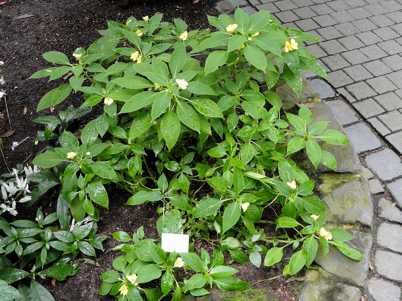 Impatiens auricoma: Botanical specimen in the Palmengarten, Frankfurt am Main, Germany.