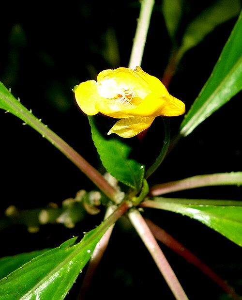 Impatiens auricoma: Botanical specimen in the Botanischer Garten, Dresden, Germany.