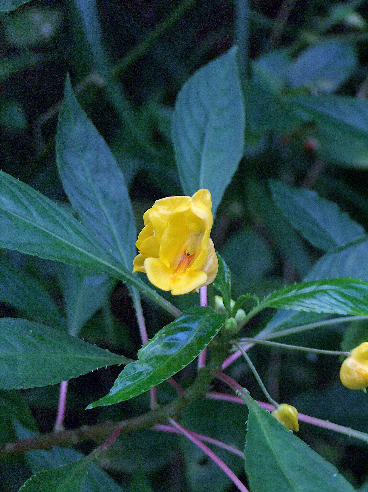Impatiens auricoma: Flowers and Leaves of Impatiens auricoma Baill.
