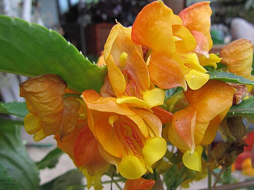 Impatiens auricoma: Impatiens auricoma 'Jungle Gold'