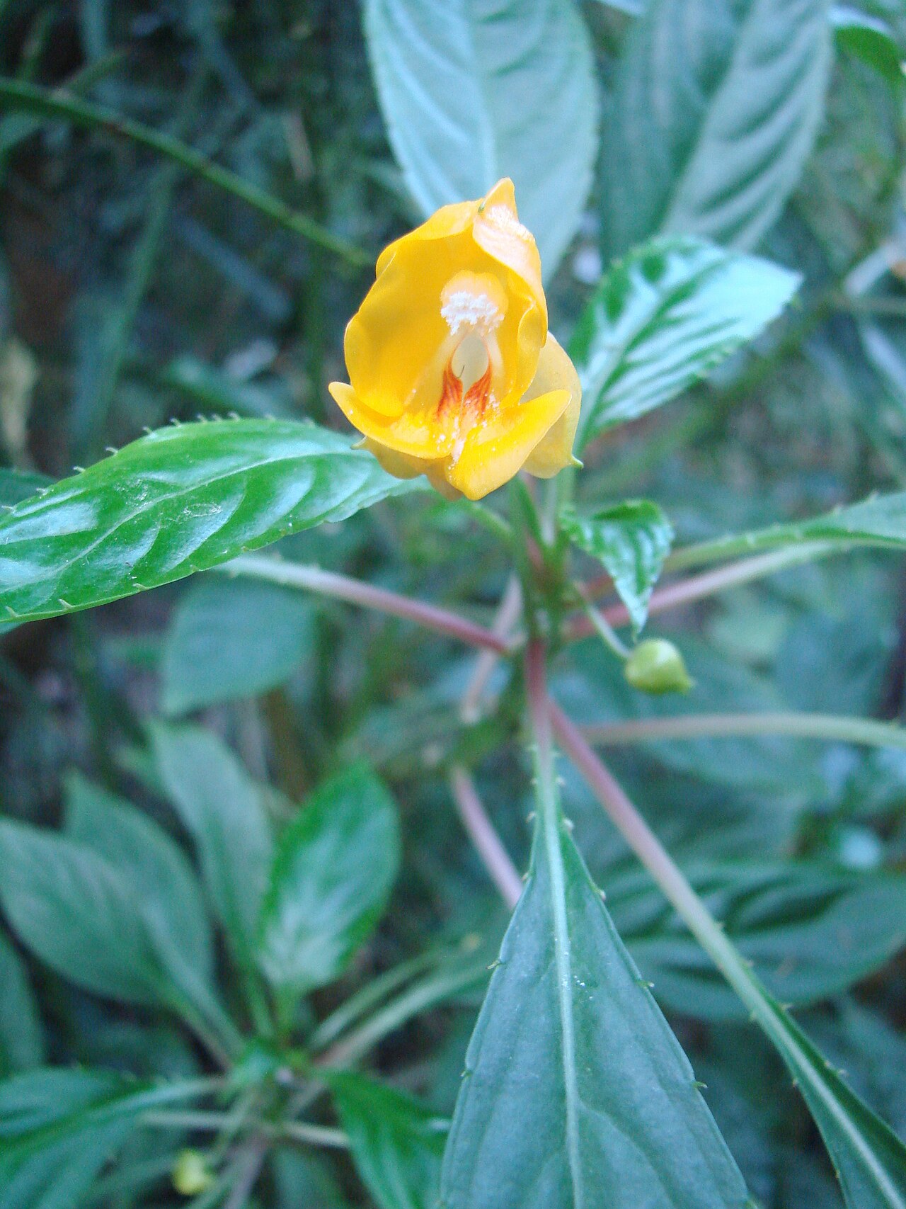 Impatiens auricoma: Jardin botanique de l' Université de Zurich ( Suisse ) : Impatiens auricoma Baill.