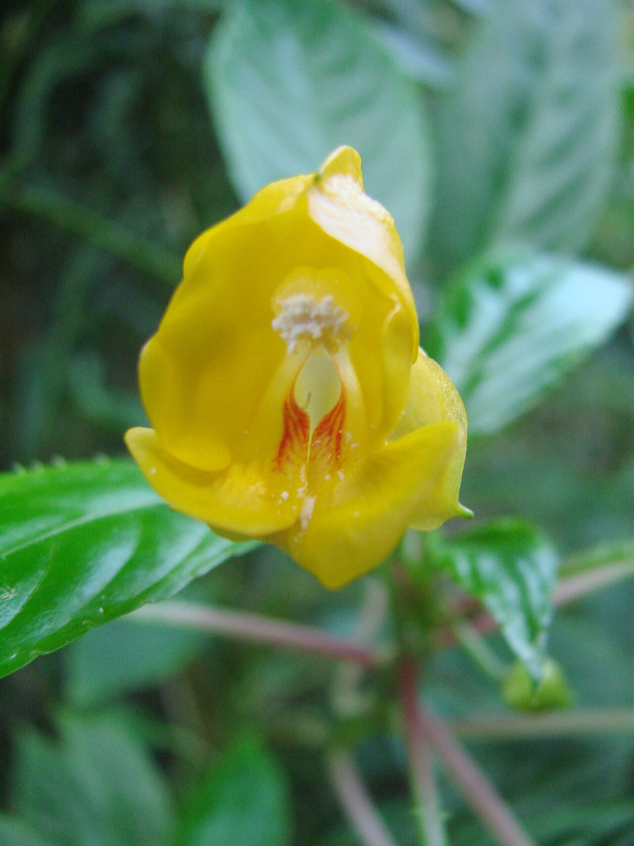 Impatiens auricoma: Jardin botanique de l' Université de Zurich ( Suisse ) : Impatiens auricoma Baill.