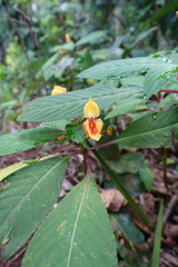Impatiens auricoma (Impatiens auricoma)
