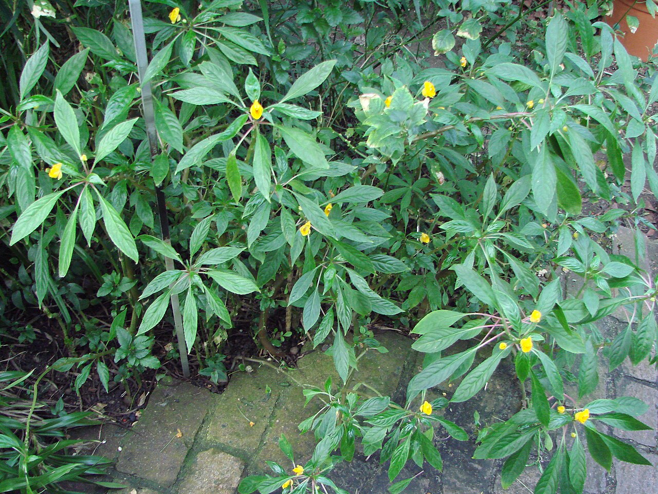 Impatiens auricoma: Jardin botanique de l' Université de Zurich ( Suisse ) : Impatiens auricoma Baill.