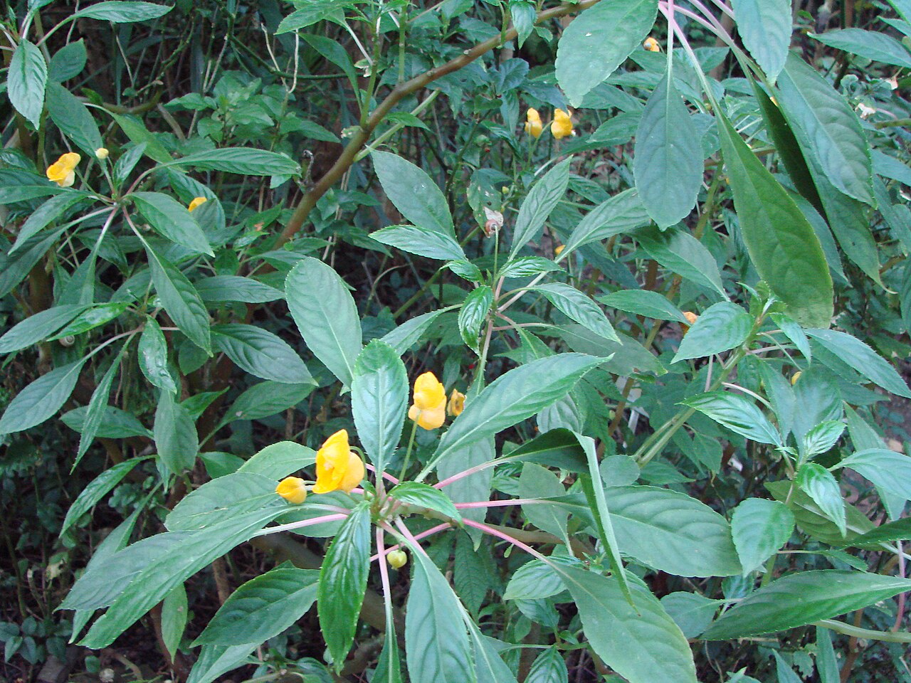 Impatiens auricoma: Jardin botanique de l' Université de Zurich ( Suisse ) : Impatiens auricoma Baill.