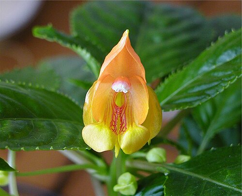 Impatiens auricoma: Flower and foliage of Impatiens auricoma "Jungle gold"