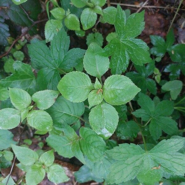 Balfour's touch-me-not (Impatiens balfourii)