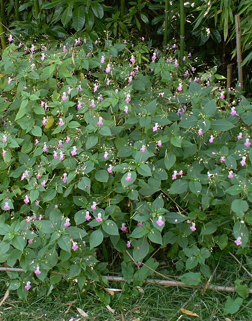 Balfour's touch-me-not: Impatiens balfourii in a garden in Normandy