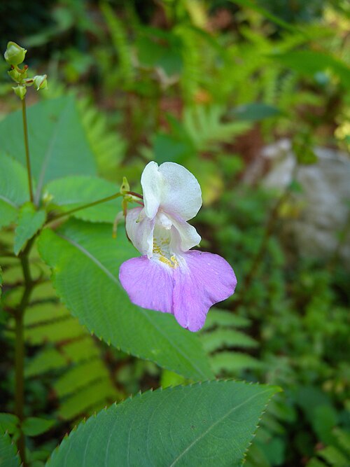 Balfour's touch-me-not: Flower of Impatiens balfourii (Balsaminaceae), Botanical Garden Bern, Switzerland