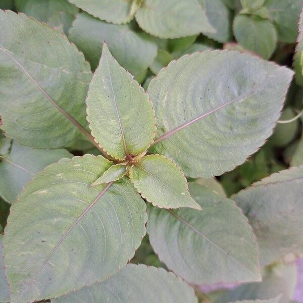 Balfour's touch-me-not (Impatiens balfourii)