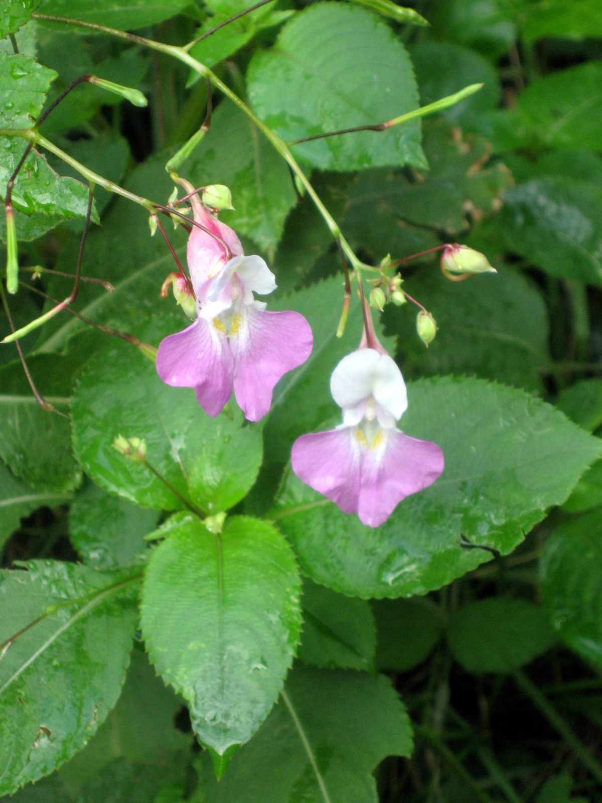 Balfour's touch-me-not: Impatiens balfourii