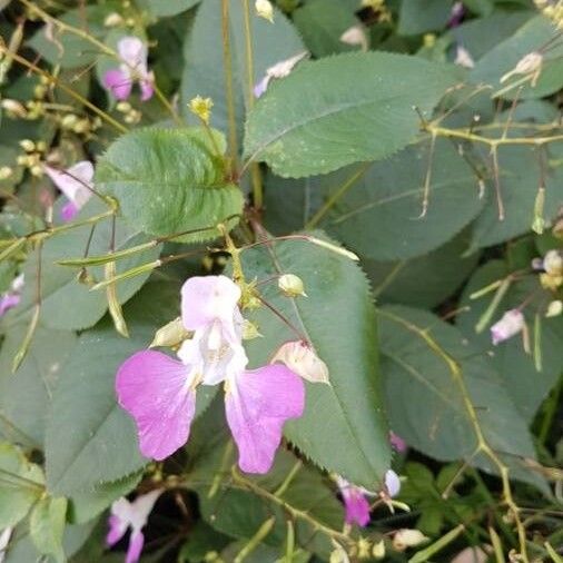 Balfour's touch-me-not (Impatiens balfourii)