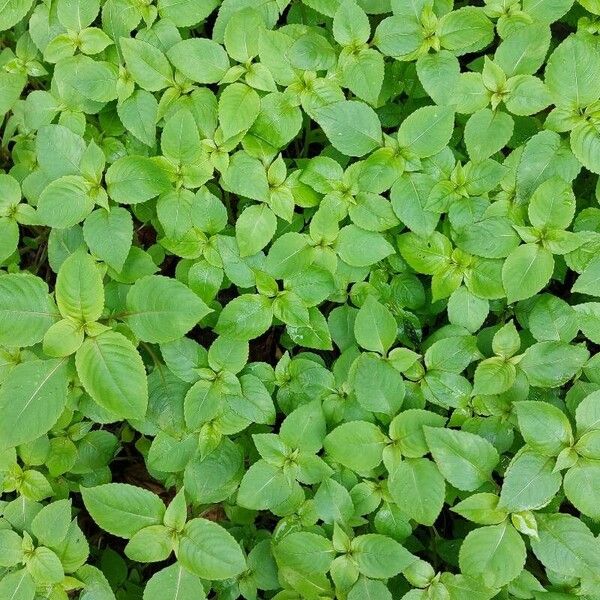 Balfour's touch-me-not (Impatiens balfourii)