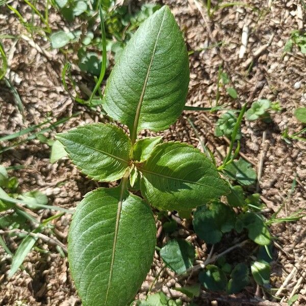 Balfour's touch-me-not (Impatiens balfourii)
