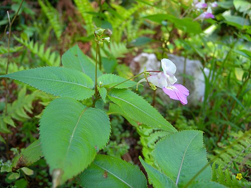 Balfour's touch-me-not: Flower of Impatiens balfourii (Balsaminaceae), Botanical Garden Bern, Switzerland
